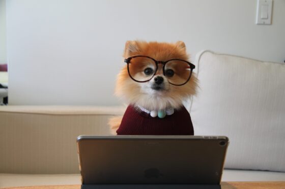 Pomeranian wearing black-rimmed glasses and a red sweater working on an iPad